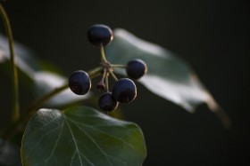 Stock Image: Ivy fruits