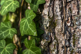 Stock Image: ivy on a tree trunk
