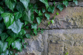 Stock Image: Ivy on a wall