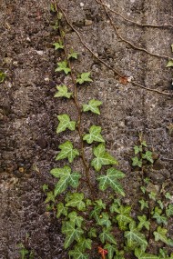 Stock Image: ivy on wall