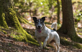 Stock Image: jack russell terrier