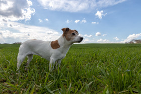 Stock Image: Jack Russell Terrier on a green meadow