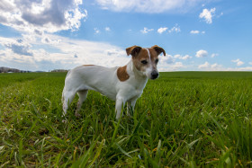 Stock Image: Jack Russell Terrier standing on a green meadow