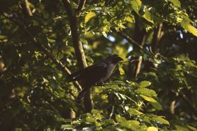 Stock Image: jackdaw in the tree