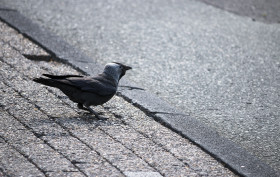 Stock Image: jackdaw on sidewalk