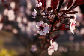 Stock Image: japanese cherry
