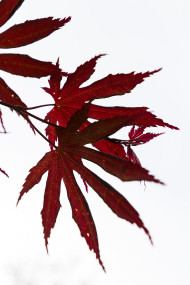 Stock Image: japanese ornamental maple