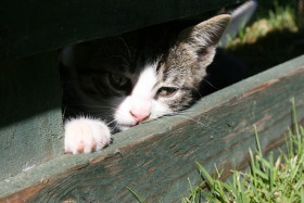 Stock Image: Kitten