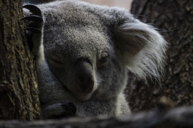 Stock Image: koala bear portrait