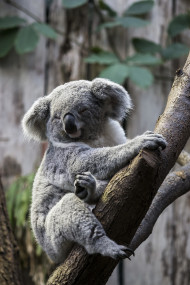 Stock Image: koala on tree
