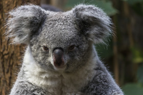 Stock Image: koala portrait