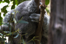 Stock Image: koala sleeping on tree