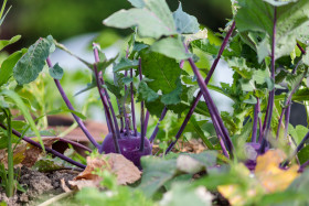 Stock Image: Kohlrabi