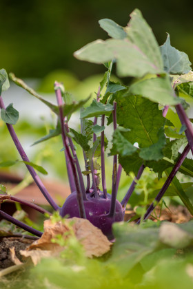 Stock Image: Kohlrabi in a self-sufficient garden