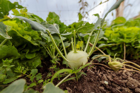 Stock Image: Kohlrabi in the Garden