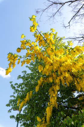 Stock Image: Laburnum anagyroides tree blooming