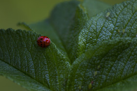 Stock Image: ladybird on rosehip leaf