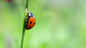 Stock Image: Ladybug
