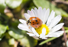 Stock Image: Ladybug on Daisy Flower