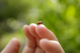 Stock Image: Ladybug on finger close up