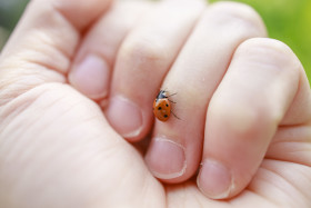 Stock Image: Ladybug on hand close up