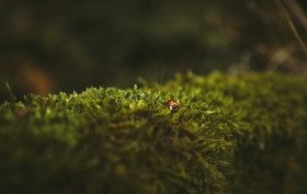 Stock Image: ladybug on moss