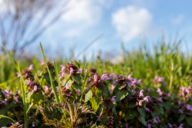 Stock Image: Lamium purpureum, red dead-nettle, purple dead-nettle or purple archangel