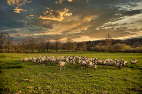 Stock Image: Landscape with a flock of sheep