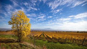 Stock Image: Landscape with golden vineyards