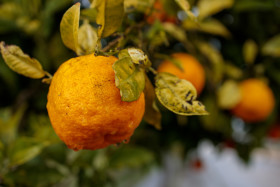 Stock Image: Large ripe orange on the tree