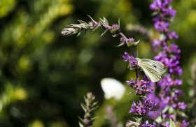 Stock Image: large white butterfly