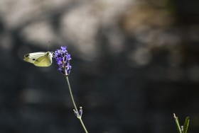 Stock Image: large white butterfly on lavender flower