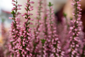 Stock Image: Lavandula