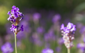 Stock Image: Lavender Close Up