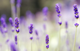 Stock Image: Lavender Field in June