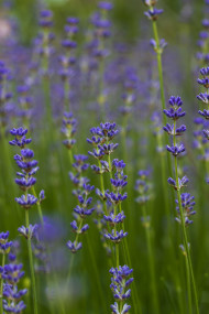 Stock Image: lavender flowering