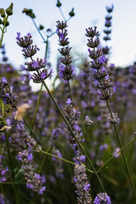 Stock Image: Lavender growing wild