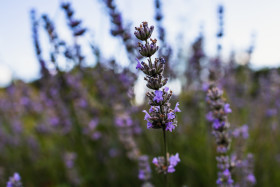 Stock Image: Lavender growing wild in a field