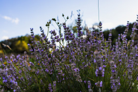 Stock Image: Lavender grows in wild meadow