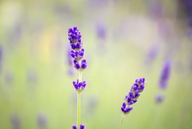Stock Image: Lavender in the summer month of June