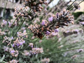 Stock Image: Lavender photo