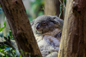 Stock Image: Lazy koala