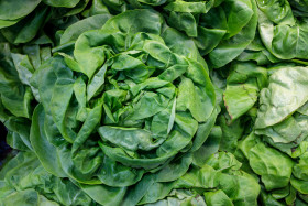 Stock Image: Leafy Green Salad