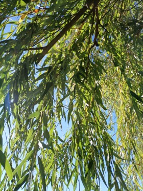 Stock Image: Leaves of a weeping willow