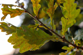 Stock Image: Leaves of an oak in late summer