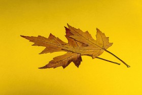 Stock Image: leaves yellow background