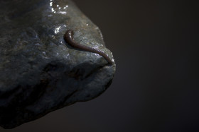 Stock Image: leech on a stone near a river