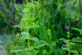 Stock Image: Lemon balm in the garden