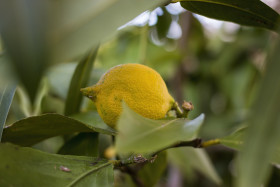 Stock Image: lemon on the tree