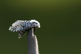 Stock Image: Leopard Moth (Zeuzera pyrina)